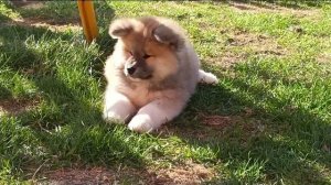 Акита Ину девочки 2.5 мес.