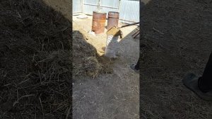 Козий навоз, подстилка из козовника-- отличное удобрен