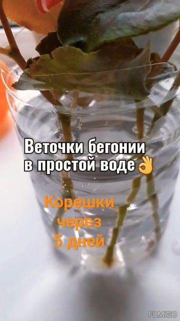 Бегония вечноцветущая. Бегония красная#Как размножит?