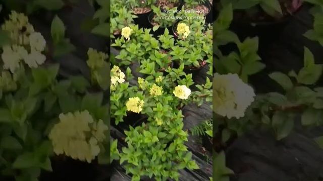 Саженцы в 5 л обзор #кустики #питомникгортензий #гортен