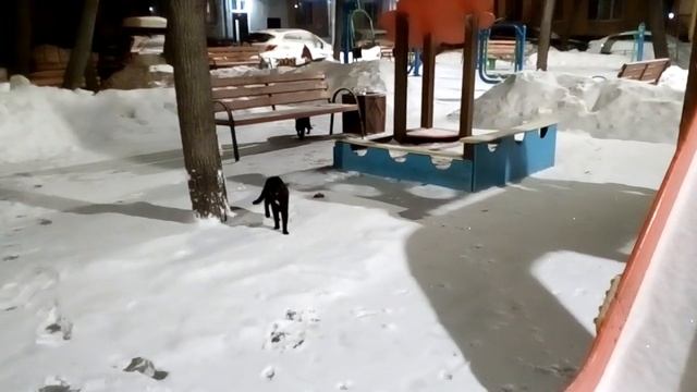 Black cats, children's carousel and snow (Чёрные коты, детская карусель и снег)