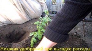Высадка помидоров в грунт