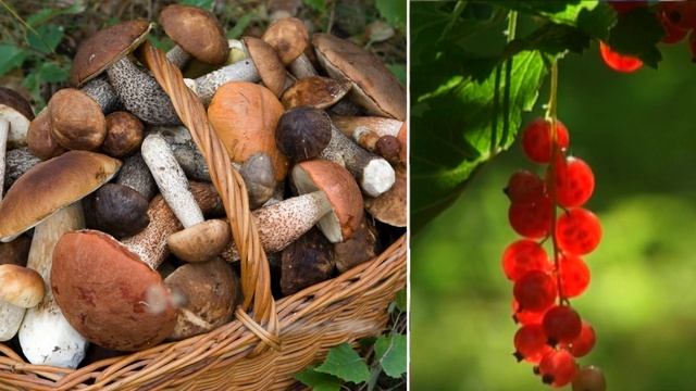 Медовый Спас ролик смотреть онлайн