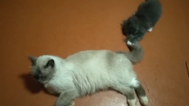 Терпение скоро кончится. Patience will soon run out. #cat #kittens смотреть онлайн