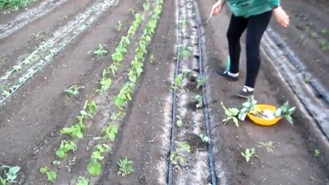 ЦВЕТНАЯ КАПУСТА высадка рассады в открытый грунт