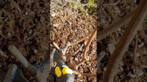 Метельчатая гортензия "Самарская Лидия": заново форми?
