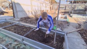 Как посадить персик "Бургунди"