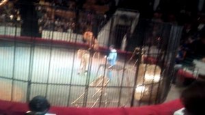 Лев обосрался в цирке