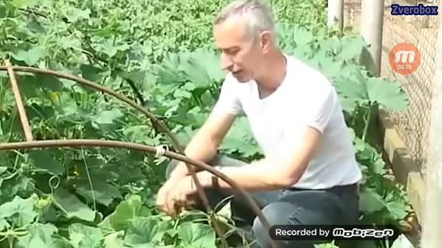 Ритп Воронины+ритп лунтик смотреть онлайн