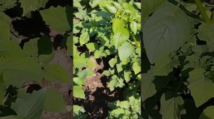 Физалис 🌞 Золотая россыпь 👍 отличный сорт крупный