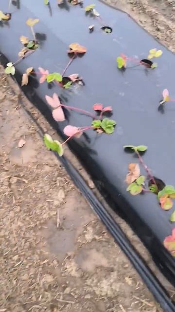 развитие краснодарской и моей рассады клубники за 50 д? смотреть онлайн