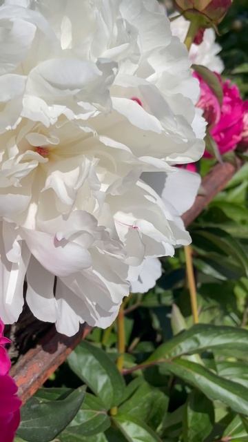 Пионы-это любовь #сад #цветы #растения смотреть онлайн