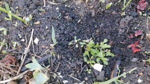 Растюшки перенесли майский снег