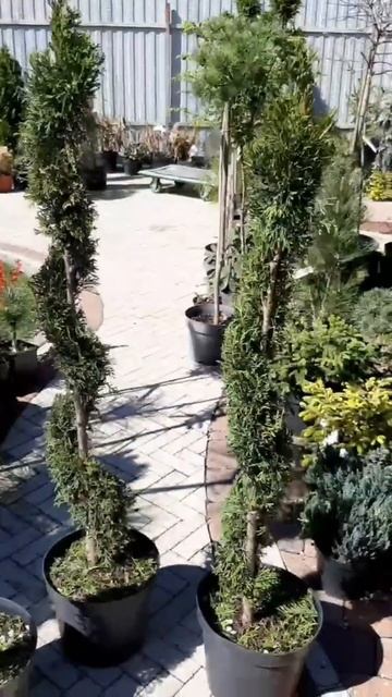 🌲Туя смарагд спираль | https://t.me/love_is_hvoiny_dvorik смотреть онлайн