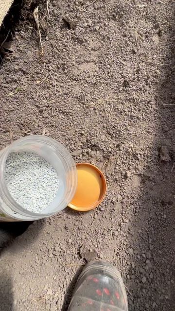 Высадка помидор с ционом и без! Посмотрим что получитс смотреть онлайн