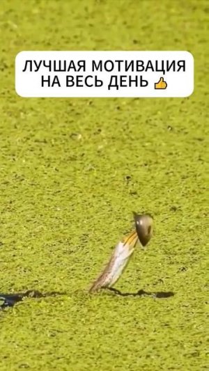 Мотивация от Книги Животных #shorts