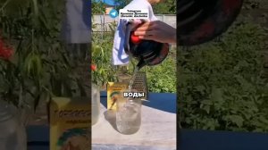 Чего на самом деле боится колорадский жук? Проверенно?