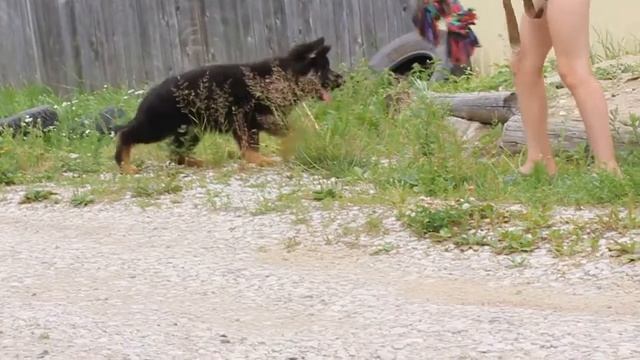 Ариша смотреть онлайн