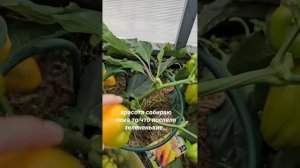 Очень сладкий перец Карась (фирма Семена Алтая) #биос