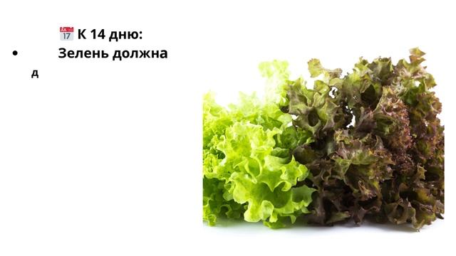 Выращивание зелени на гидропонике: Секреты успешной р
