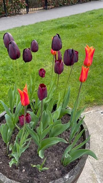 Как вам такой вариант посадки тюльпанов в деревянных ? смотреть онлайн