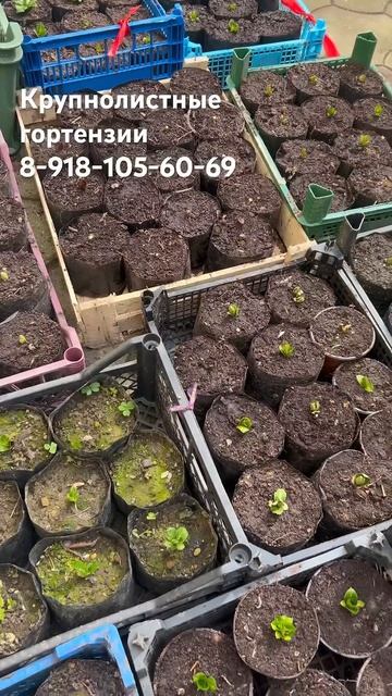 Выращивание крупнолистных гортензий🌸 #гортензии #кр? смотреть онлайн