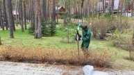 Обрезка кустарников