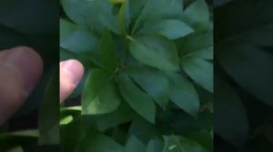 Пион Гринлэнд, peony Greenland, #пионы #paeonia г.Кировск, ленингр?