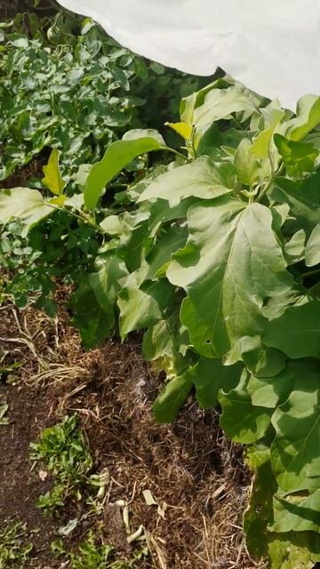 Любимый огород радует урожаем смотреть онлайн