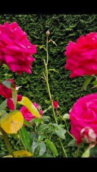 #HotLady #ХотЛеди #розы #rose