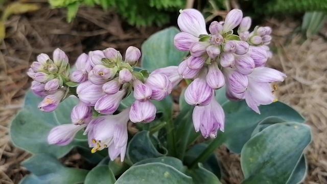 Мини Хоста Блю Маус Иэрс Blue Mouse Ears в нашем саду 2024. На?