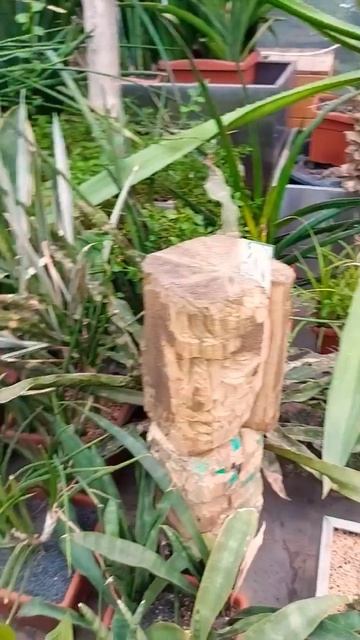 17.03.24 Суккулентная оранжерея в Аптекарском огороде #shor смотреть онлайн