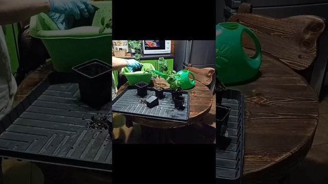 Лантана, уход в домашних условиях. Пересадка. Лайфхак: смотреть онлайн