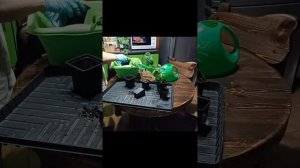 Лантана, уход в домашних условиях. Пересадка. Лайфхак: