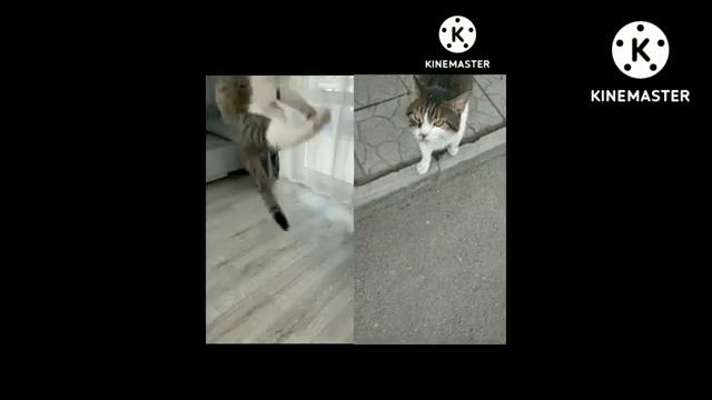 Мята против Мята