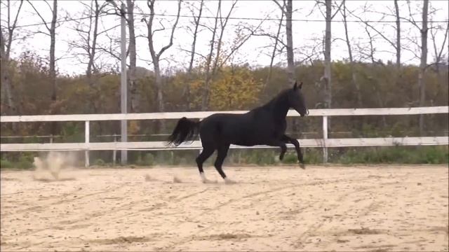 Ахалтекинец Цаир Шаэль For SALE смотреть онлайн