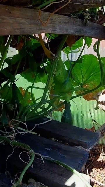 Лучшая охранница огурцов.Огуречное селигерское изоби смотреть онлайн