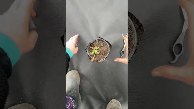 Сажаем хризантемы в горшки #растения #садоводничество