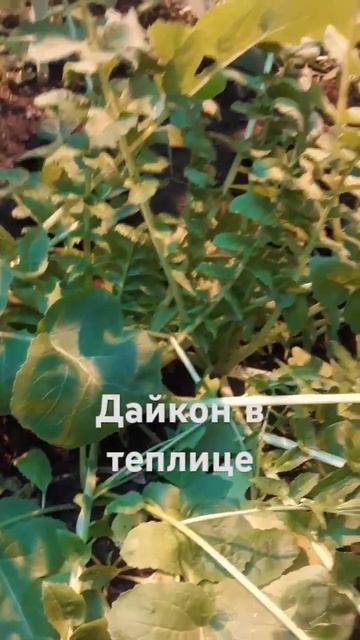 Выращивание Дайкона в теплице #дайкон #землядел #делай