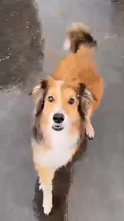 Animals That Will Instantly Cheer You Up 55