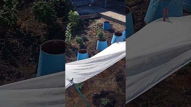 Пересаживаю черенки метельчатой гортензии в открытый