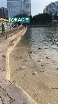 загрязненный Большой Чертановский пруд #грязныйпруд #