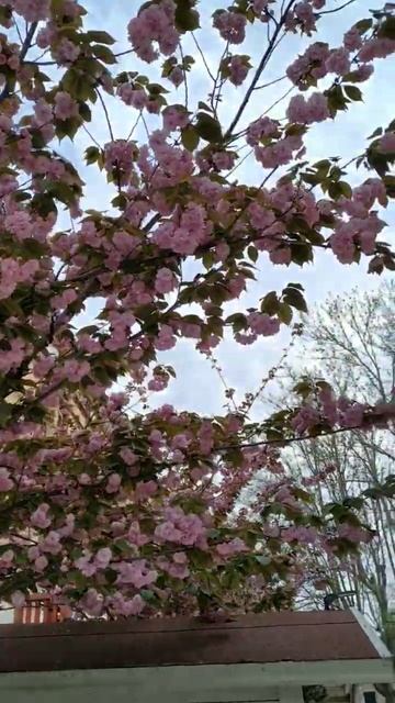 #сакура #цветы #sakura ❤️ смотреть онлайн