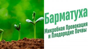 На какой почве хорошо растут растения?