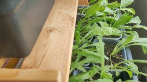 ОБЗОР РАССАДЫ ЦВЕТОВ НА 5 МАЯ🌺🪻🌸🥀💐 СТАТИЦА,ЛАВАНДА,ГАЦАНИЯ,ГВОЗДИКА,КОЛЕУСЫ, ПЕТУНЬЯ,АСТРЫ