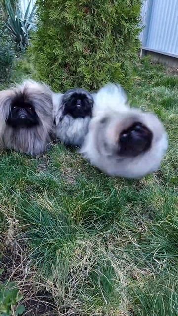 Живём хорошо👍 #dogs #pekingese #собака #spitz #шпиц #dogshow #pomeranian #пекинес #питомникшпица смотреть онлайн