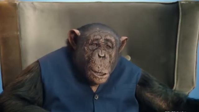 Говорящая обезьяна  Приколы с животными  Смешные животные смотреть онлайн