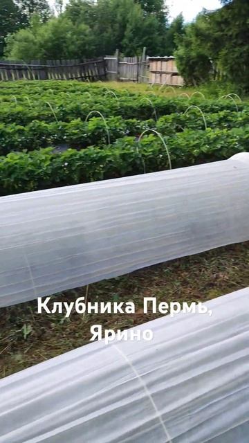 КЛУБНИКА ПЕРМСКИЙ КРАЙ КУПЧИХА ФЕСТИВАЛЬНАЯ #клубник? смотреть онлайн