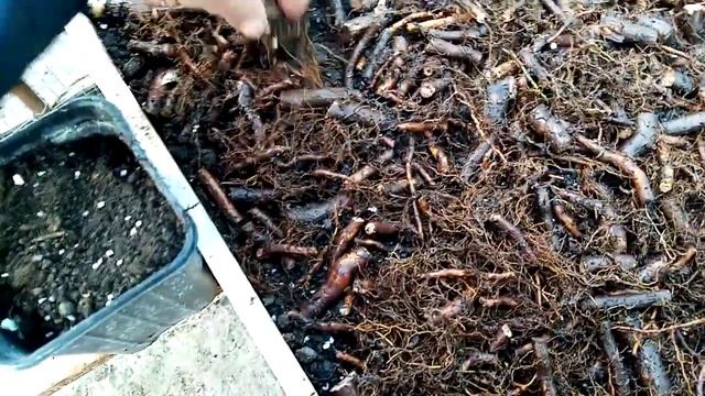 Ежевика, как сделать саженцы из маточного корня. смотреть онлайн