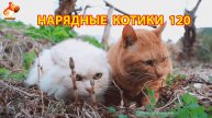 Нарядные Котики расслабляются на солнышке 🌞 🐈🐈🐈 (120)